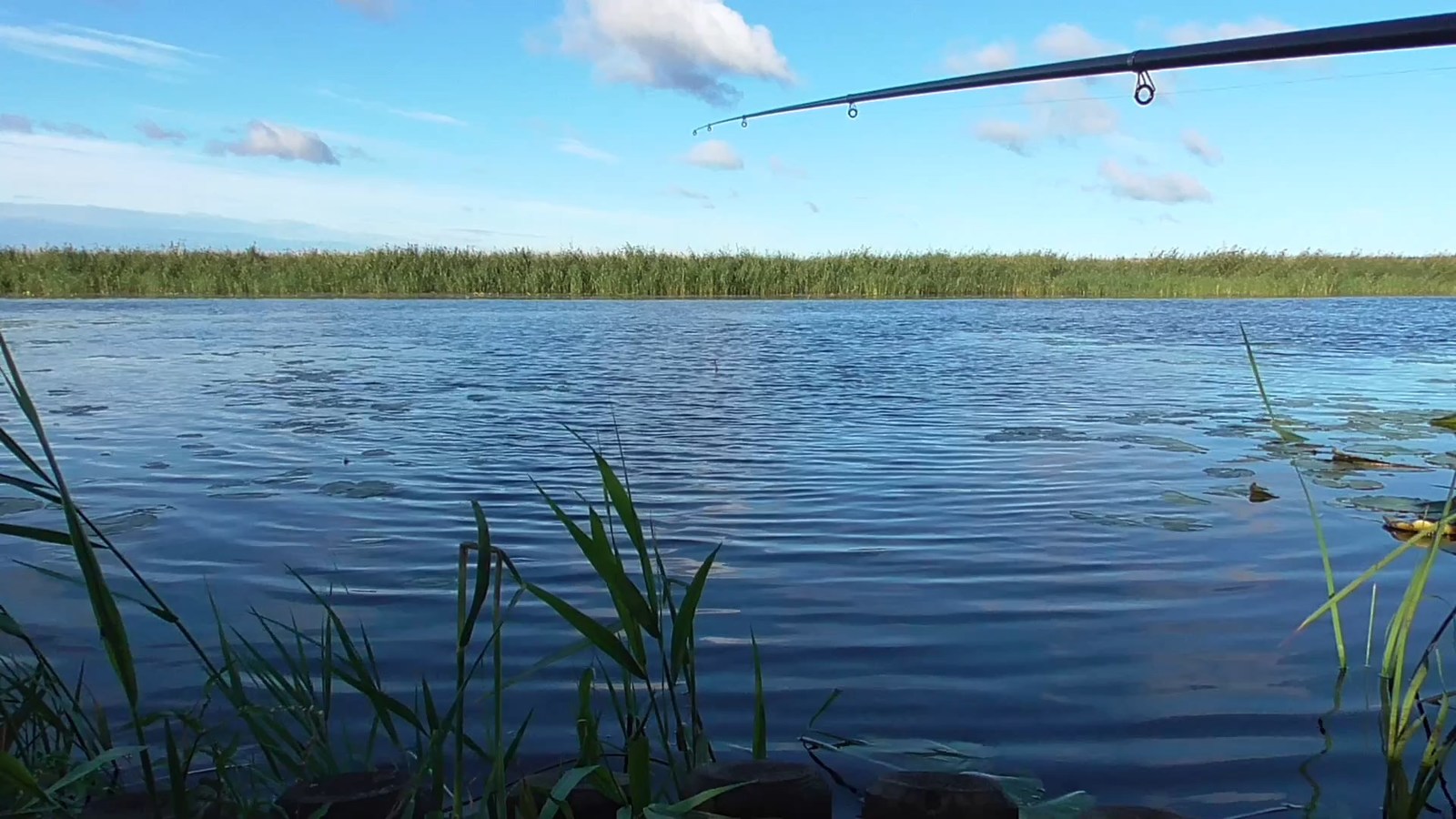 Summer fishing on a float - My, Fishing, Bream, Carp, Float, Float fishing, Video, Longpost, Fishing rod