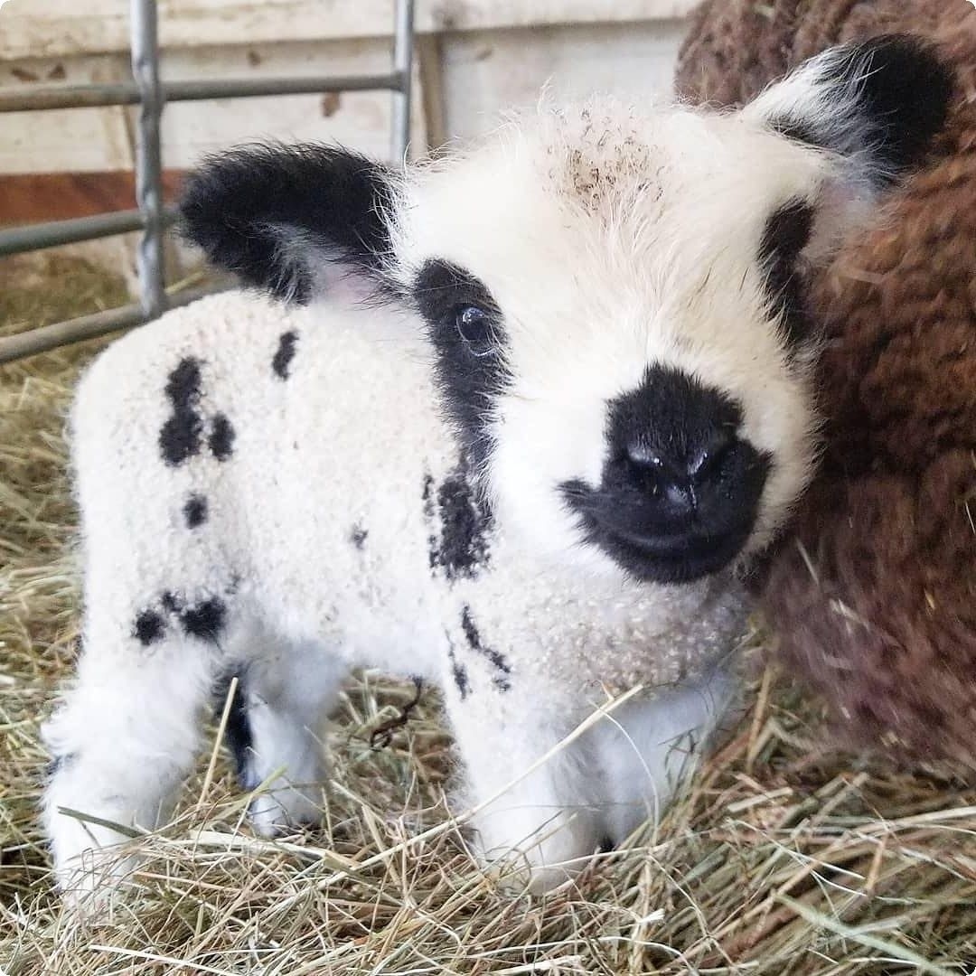 Baby - Milota, Animals, Nature, Lamb