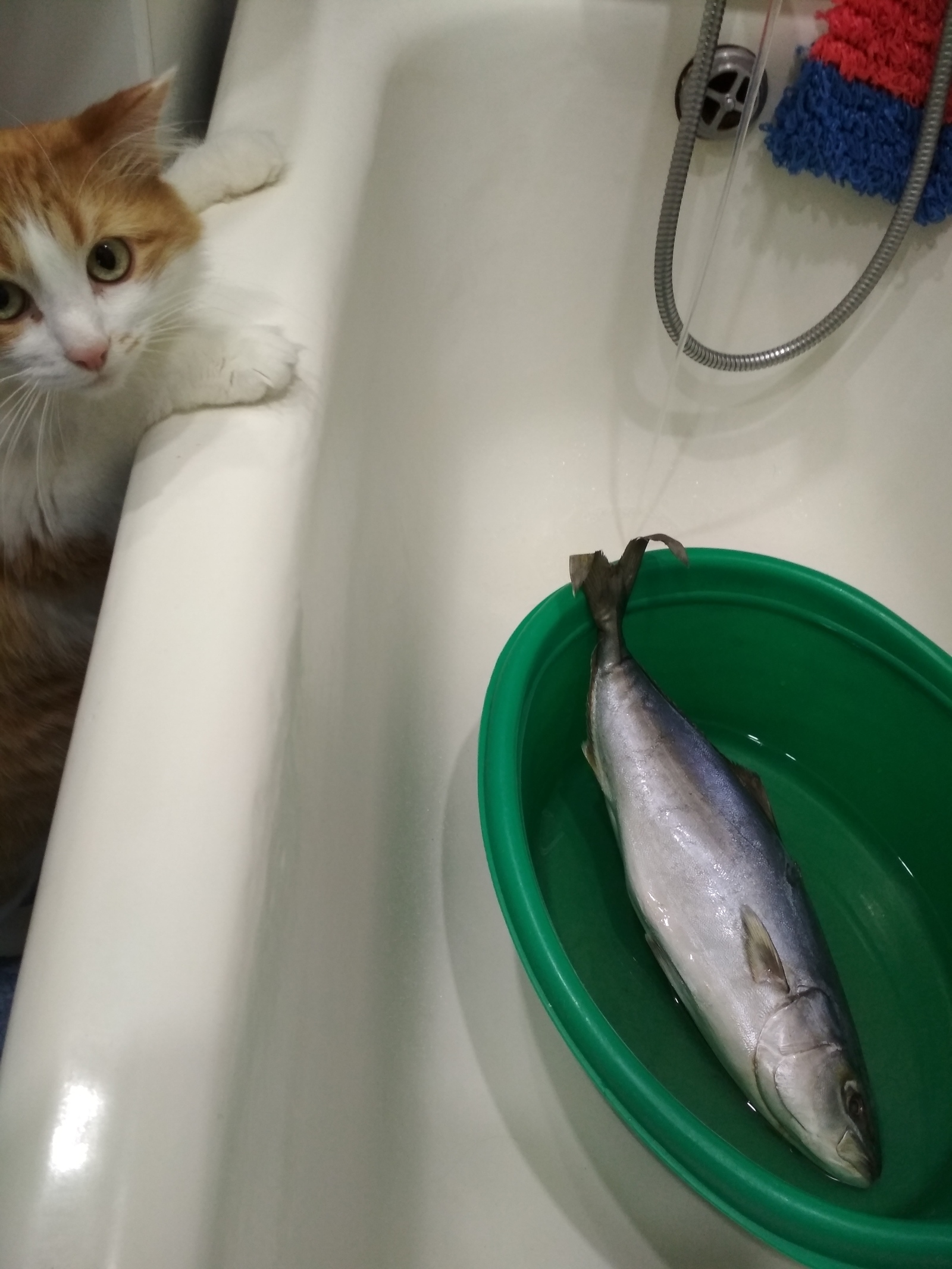 And happiness seems so close :) - My, cat, Happiness, A fish, Pets