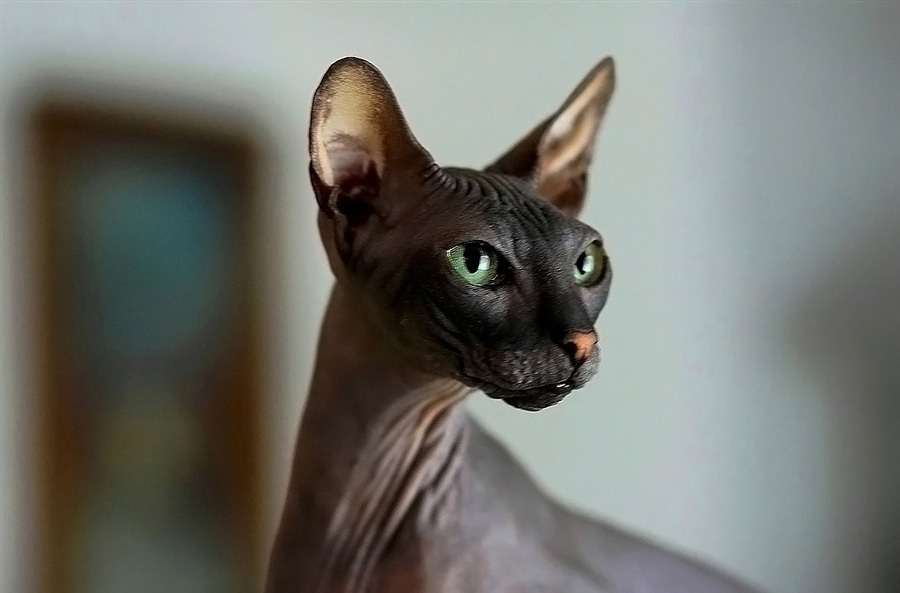 Лысые кошки: внешний вид, происхождение, уход, кормление, содержание,  характер. | Пикабу