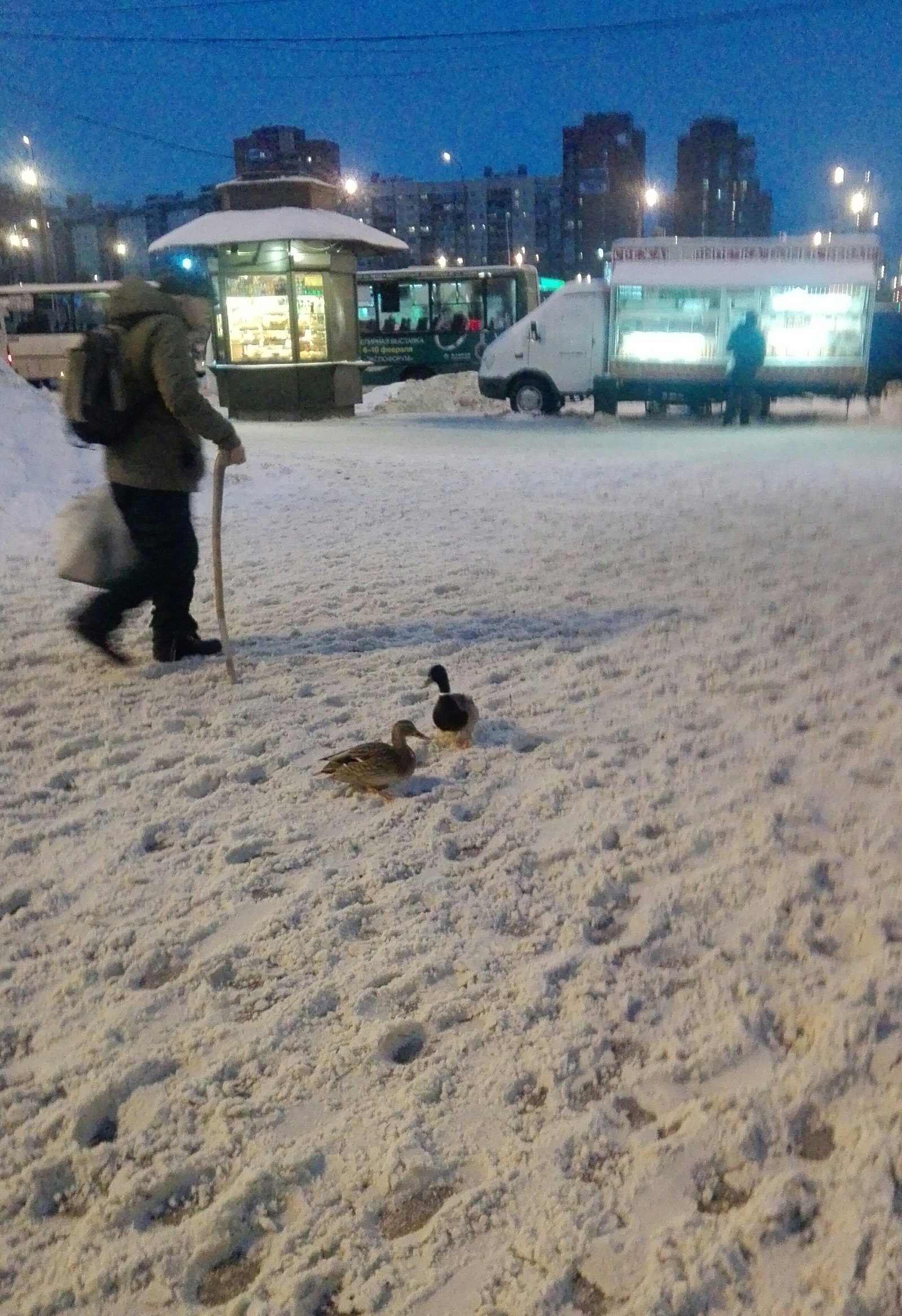 Evening at the subway - My, Snow, Birds, Longpost