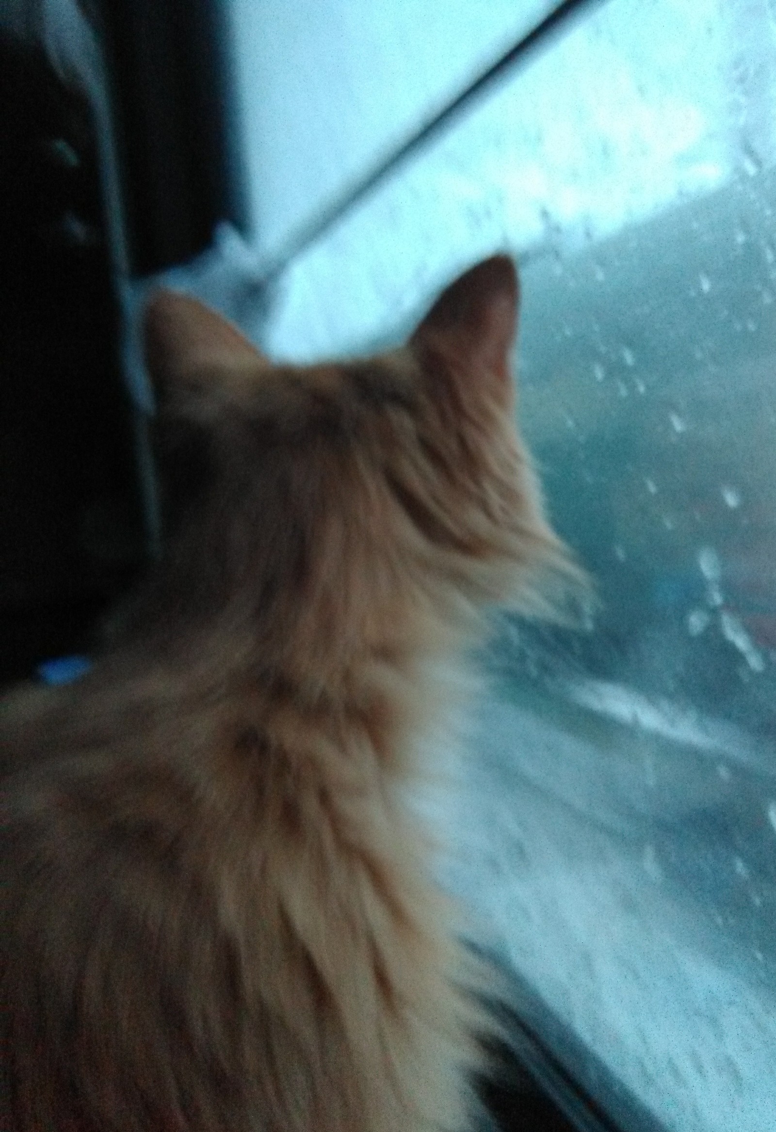 Unexpected fellow travelers - My, cat, Dog, A train, Longpost, Pets