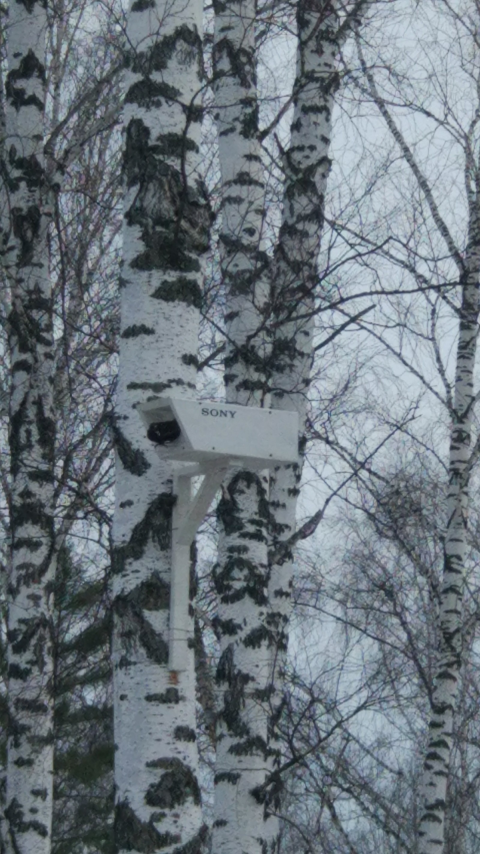 Birdhouse camera - My, Woodworking, Hobby, Dacha, Longpost