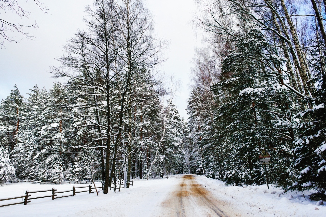 Forests and roads of Belarus. - My, Forest, Road, Winter, Landscape, Republic of Belarus, Longpost