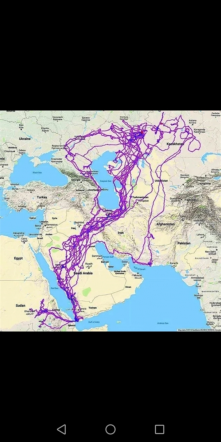 Датчик GPS разоблачил чудаковатого орла, который такого наворотил за 20 ...