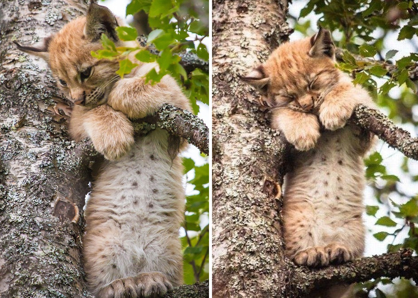 Sometimes hunting is very tiring. - Lynx, cat, Dream