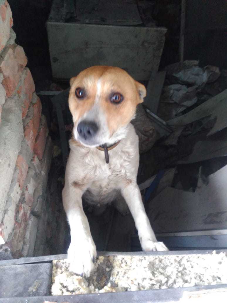 Found a dog! Novosibirsk! - My, Novosibirsk, Dog, Longpost, No rating, Animals, Help, Helping animals