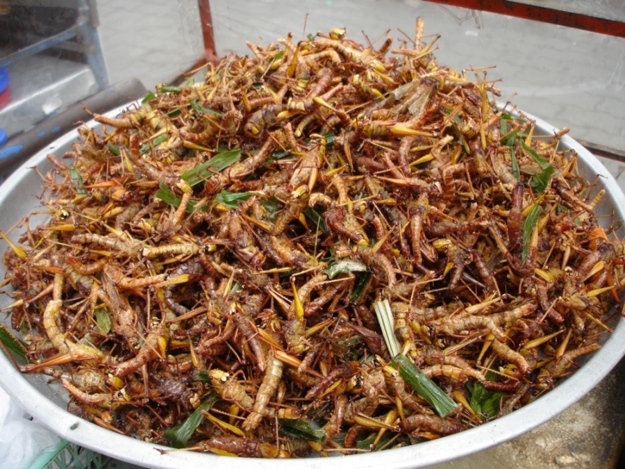 Grasshoppers for food security - Officials, Insects, Diet of the future, Copy-paste, Longtext, Longpost