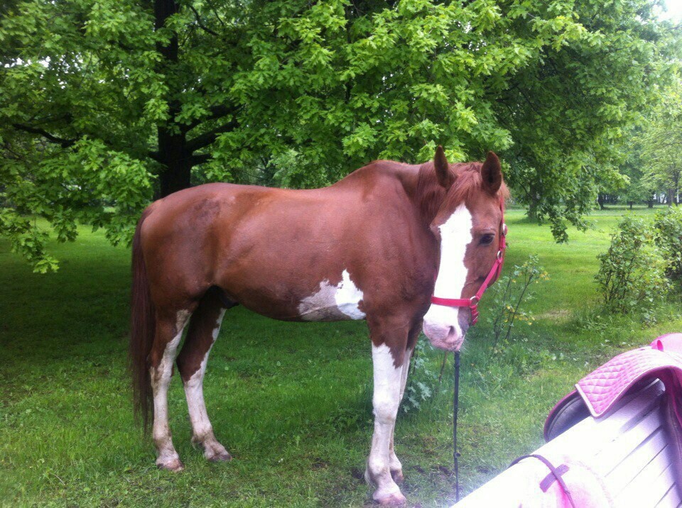 Horses/ponies. - Work, Horses, People, Animals, Clients, Longpost