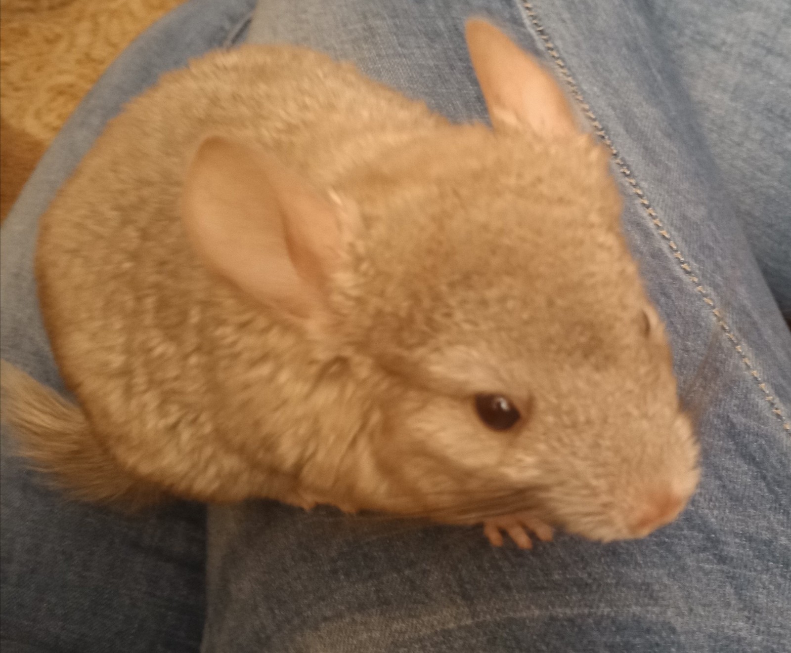 Shushonok - My, Chinchilla, Young, Milota