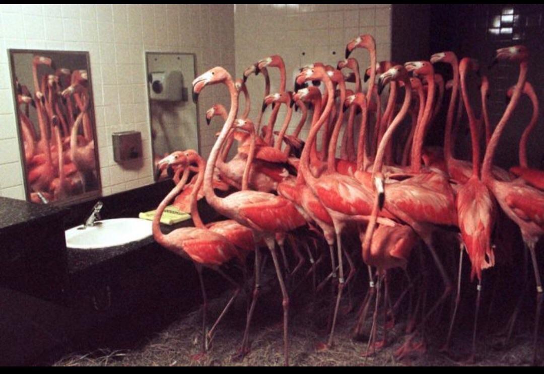 30 flamingos wait out Hurricane Andrew in a toilet at the Miami Zoo. - Flamingo, Miami, Reddit