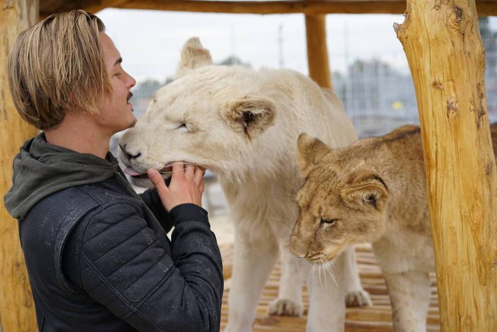 A 26-year-old guy quit his prestigious job, sold his property and went to Africa to save wild animals. - Africa, a lion, Animals, Longpost, Dean Schneider