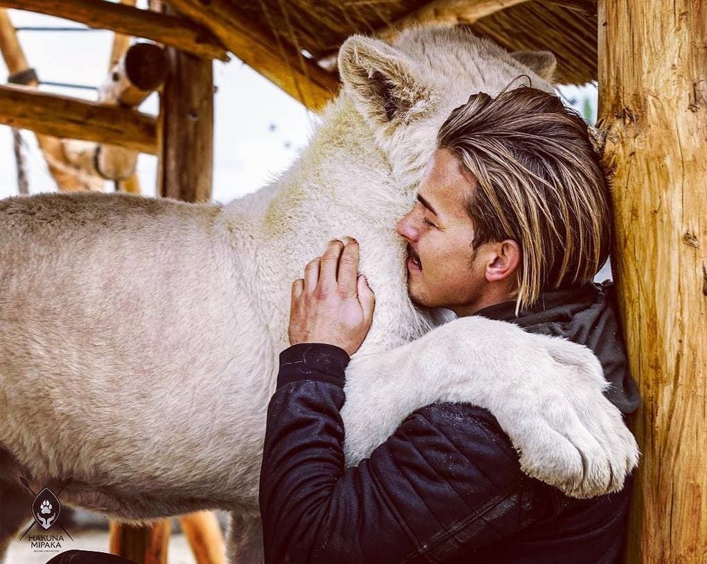 A 26-year-old guy quit his prestigious job, sold his property and went to Africa to save wild animals. - Africa, a lion, Animals, Longpost, Dean Schneider