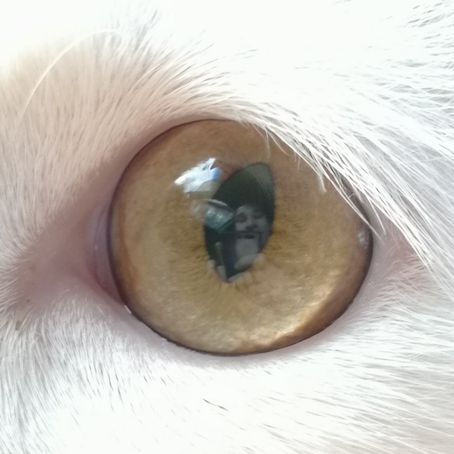 Something in my eye -_- - My, cat, Camera, Eyes, Longpost, Pets