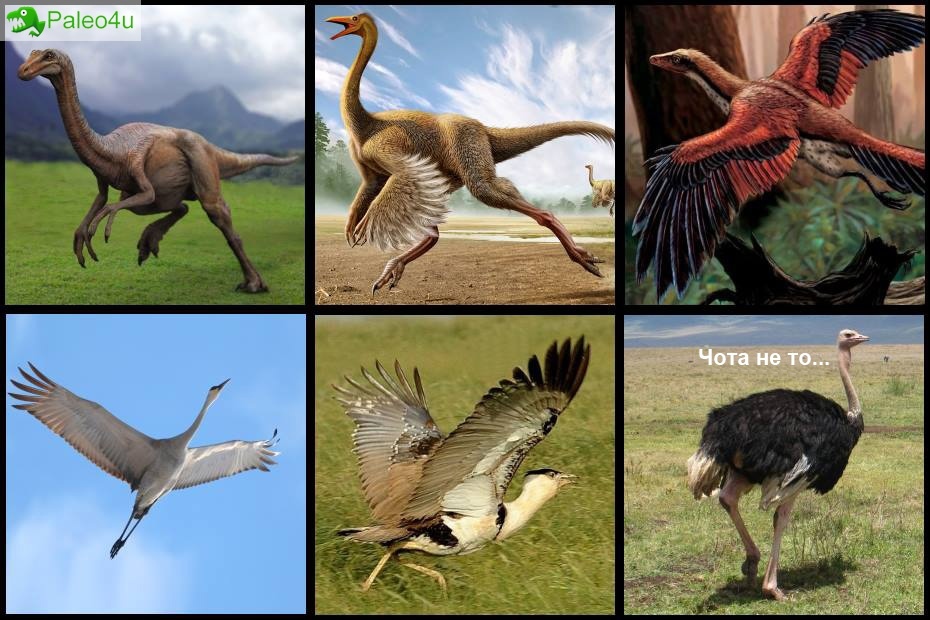 When returned to original - Birds, Dinosaurs, Humor, Paleojumor