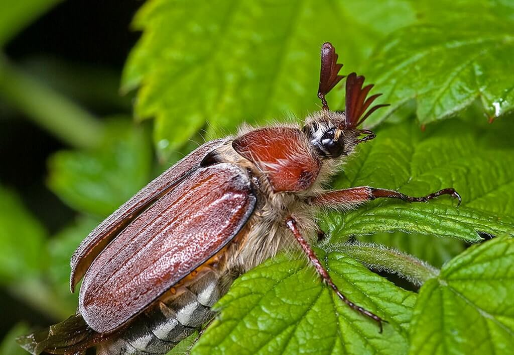 Chafer - Chafer, Жуки, Insects