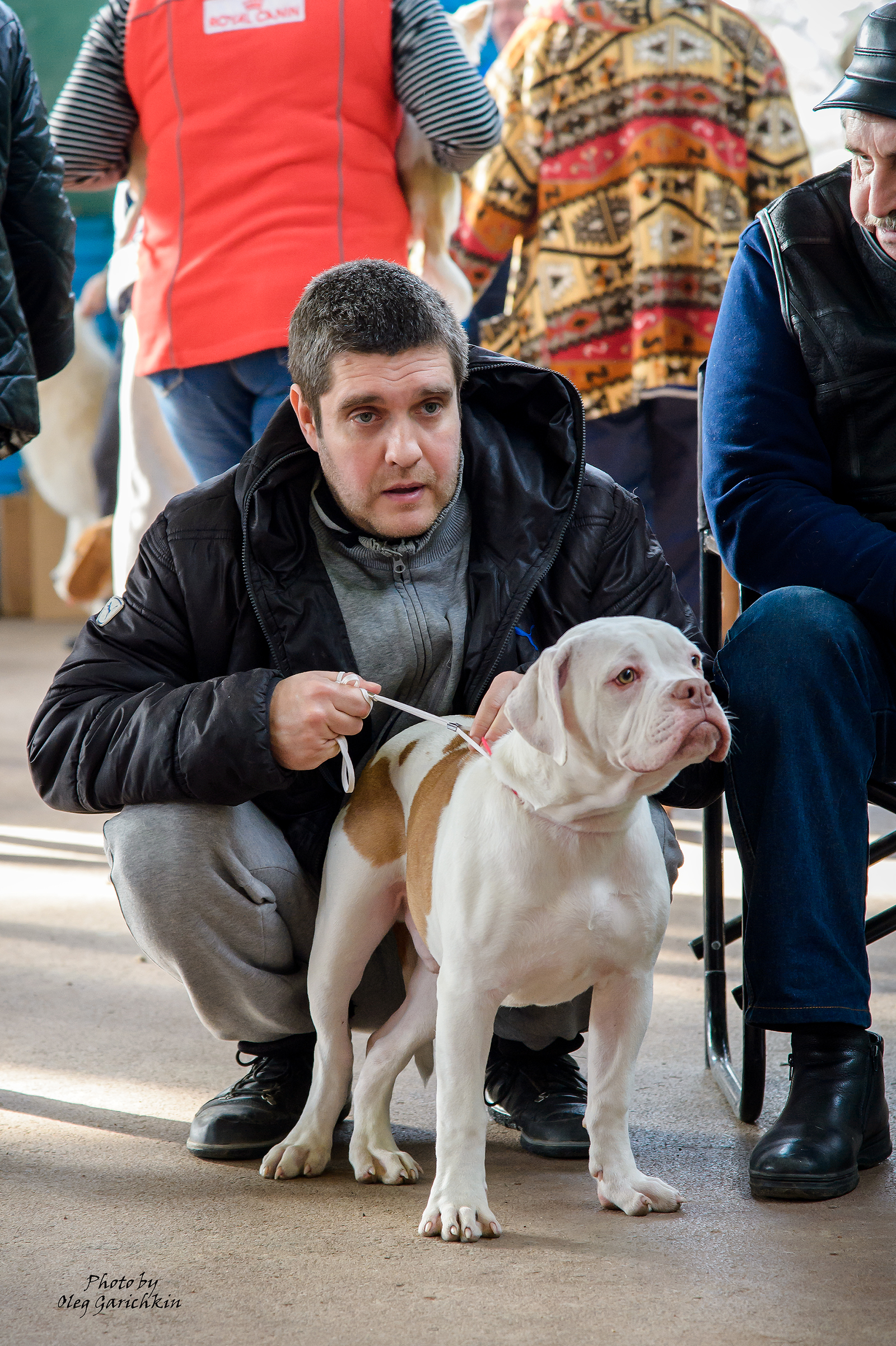 As promised, I continue to publish reportage footage from dog shows held in the South of Russia in 2018 - enjoy watching))) - My, Animals, Dog, Longpost