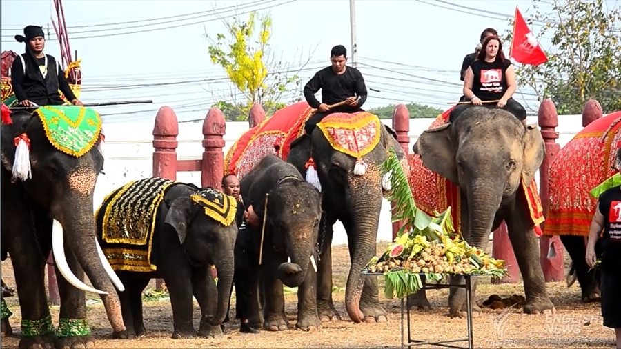 March 13 - National Thai Elephant Day - My, Thailand, Elephants, March, thirteen, Longpost