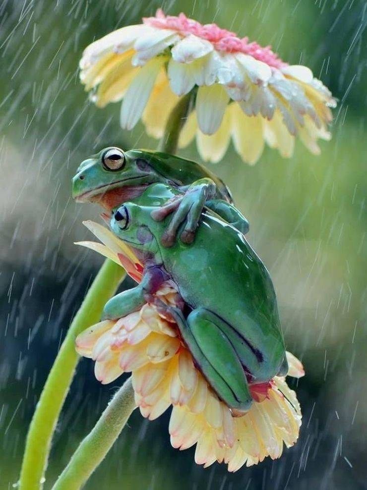 Couple in the rain - Frogs, Sweet couple, Rain, The photo