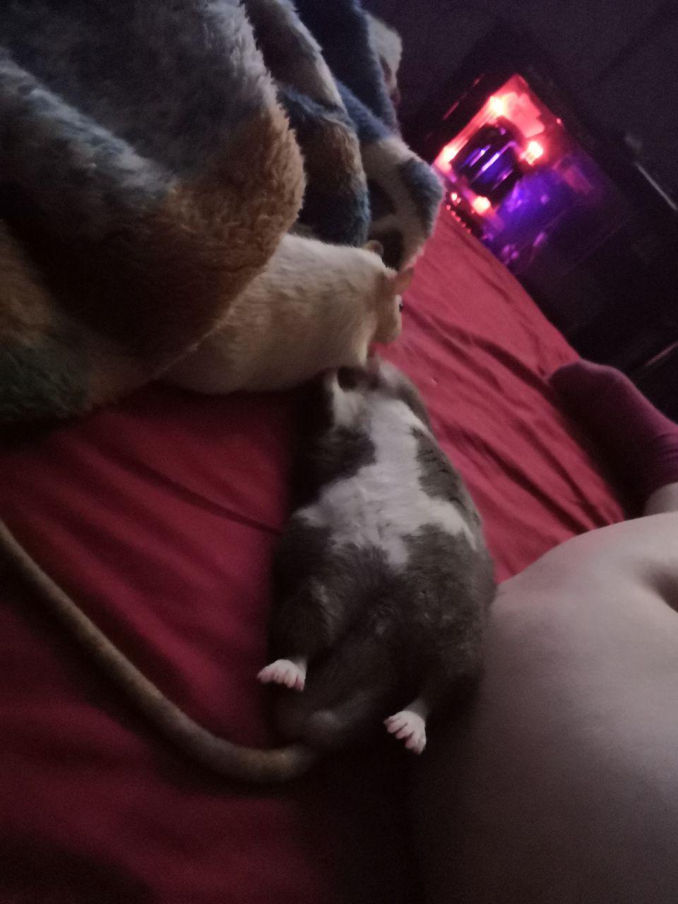 When you're soft, you can sleep on either side. - My, Rat dumbo, Rat, Rat Chronicles, Decorative rats, Longpost