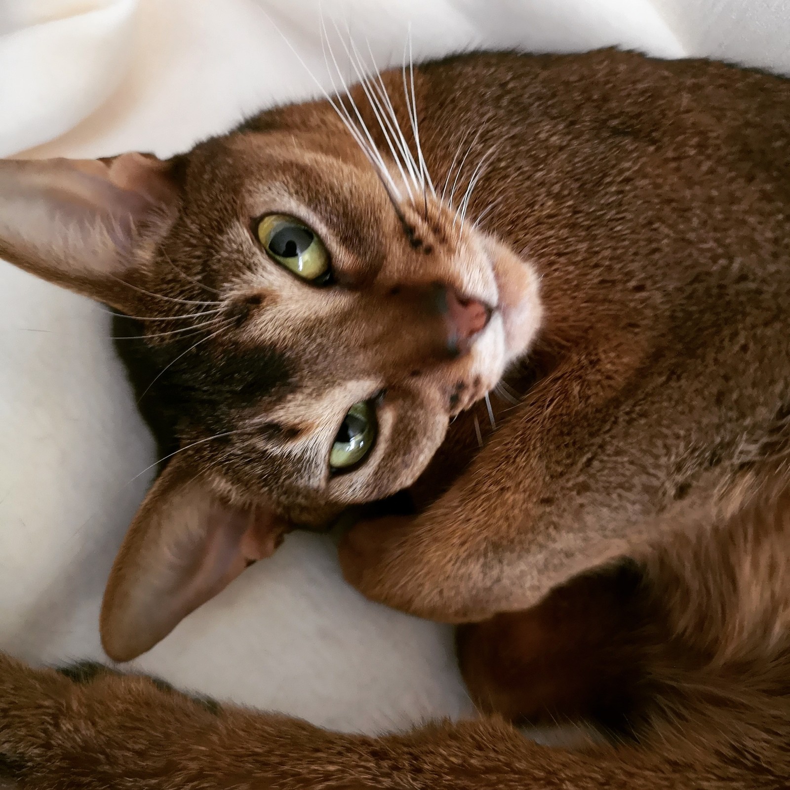 Meow - My, Abyssinian cat, Milota, Cat breeds, cat, Pets, Animals