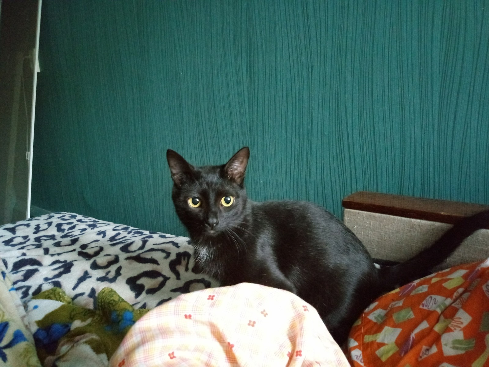 Kuzma Begemotovich Bloch - My, cat, Black cat, It Was-It Was, Longpost, Pets