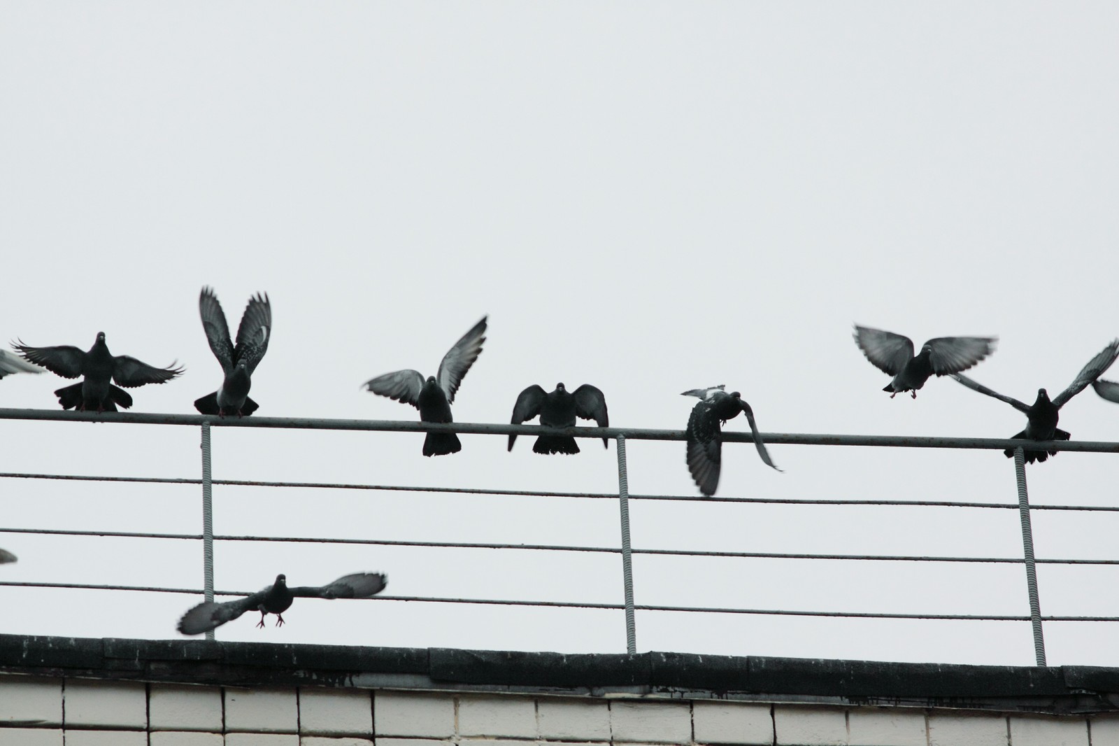 The moment - My, Flock, Flight, Beginning photographer, Birds, The photo