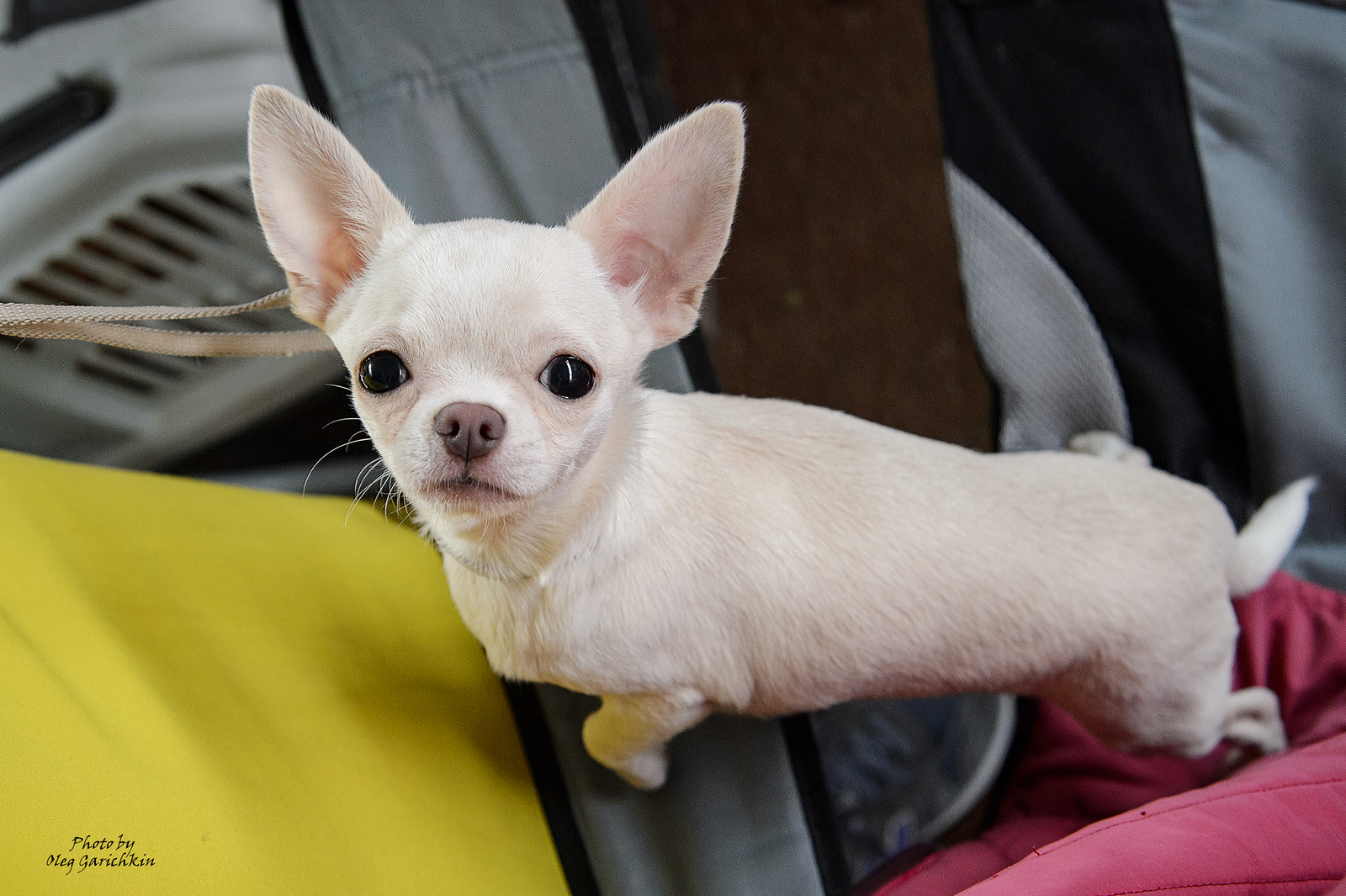 Another portion of reportage shots from dog shows held in 2018 in the South of Russia, enjoy watching)) - My, Dog show, Dogs and people, Animals, Pets, Dog, Longpost