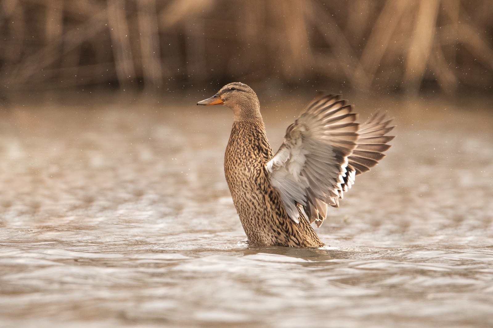 bathing mallard - My, The photo, Animals, Birds, Ornithology