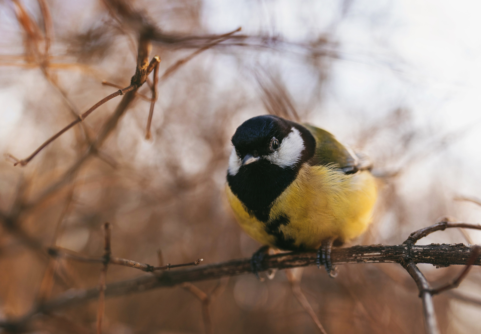 lazy great tit - My, Big, Birds, The photo, Sony alpha, Sigma 35 f14, Neskuchny Garden, Longpost