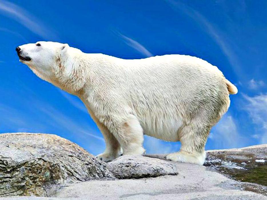 Исчезающий вид : Белый медведь | Пикабу