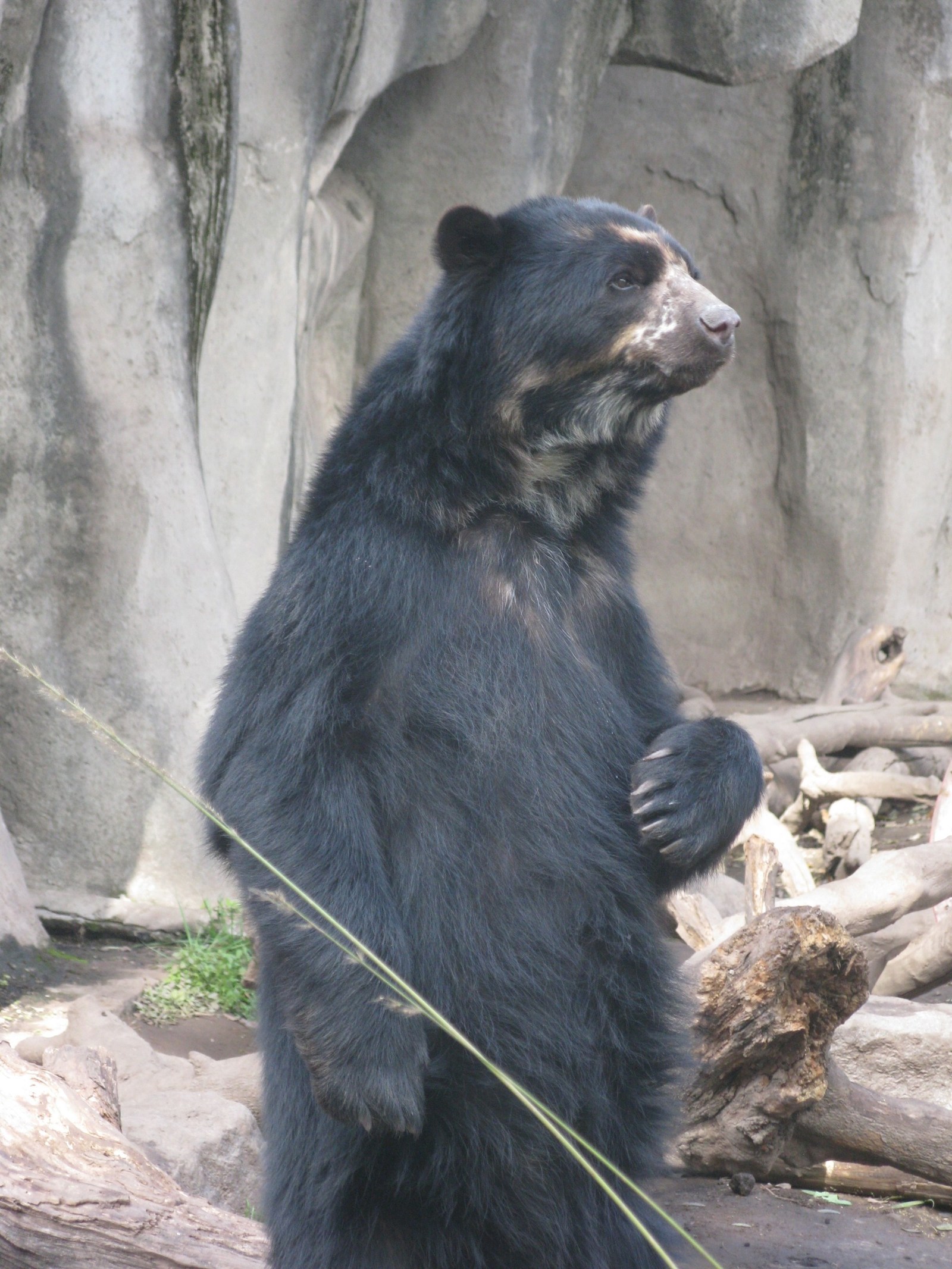 Bear - The photo, The Bears, 