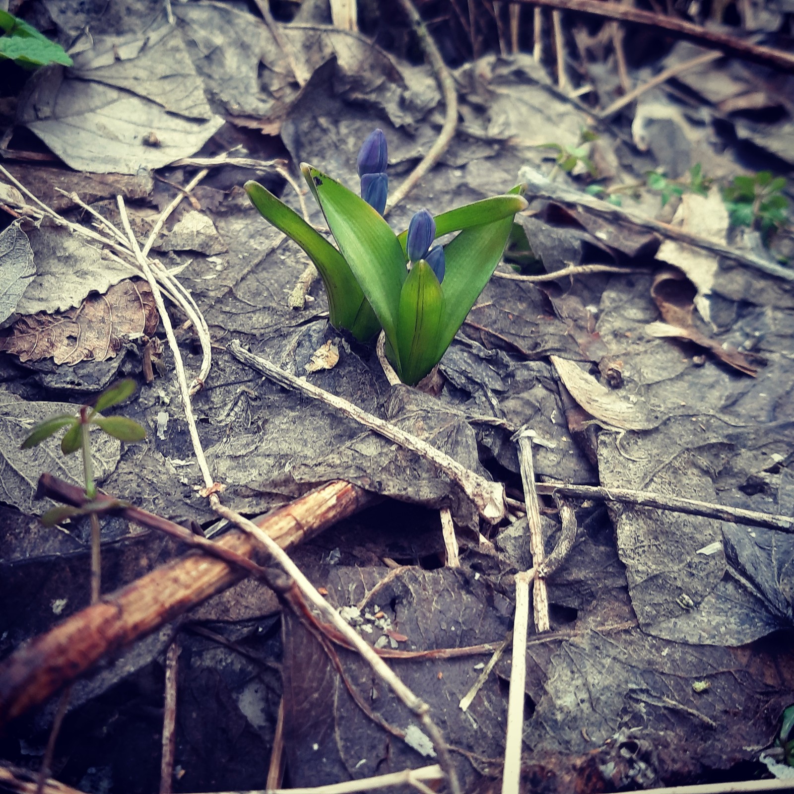 Nature wakes up - My, Nature, Spring, Flowers