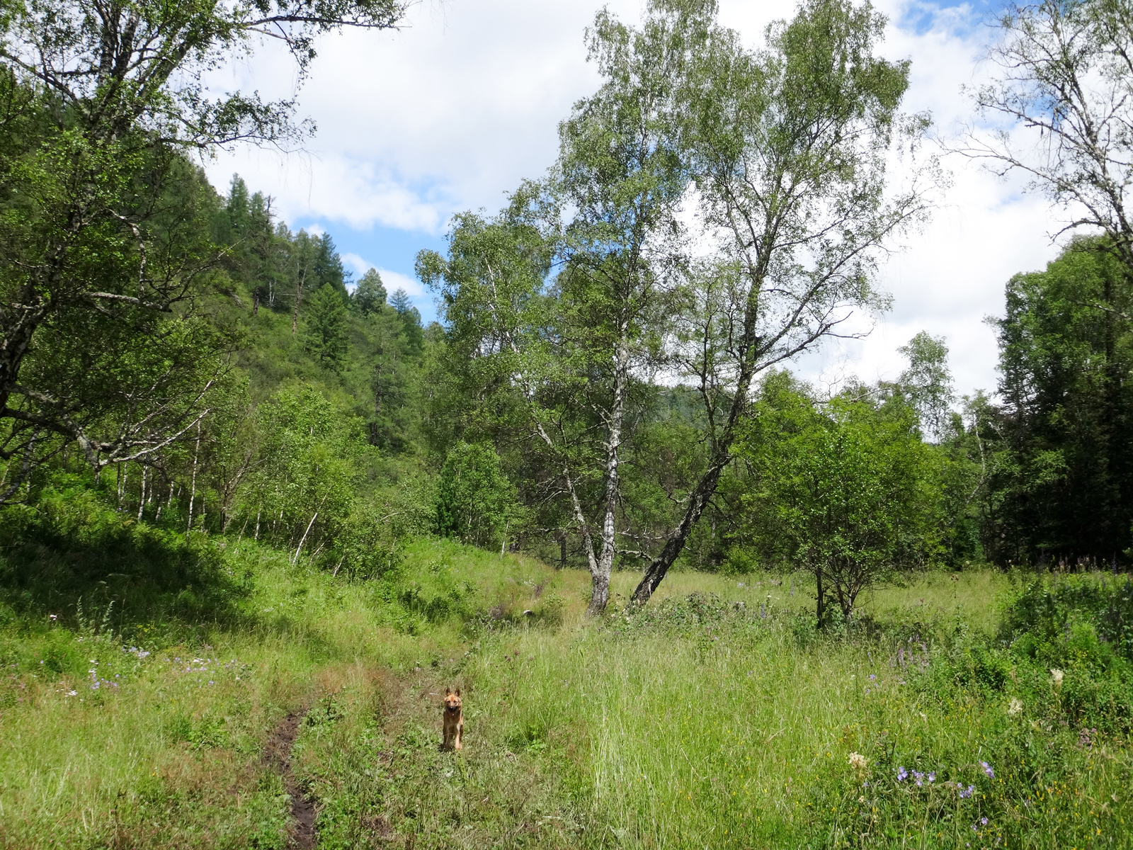 Koony trip across Altai. - My, Hike, The photo, Mountain Altai, Horses, Longpost, Altai Republic