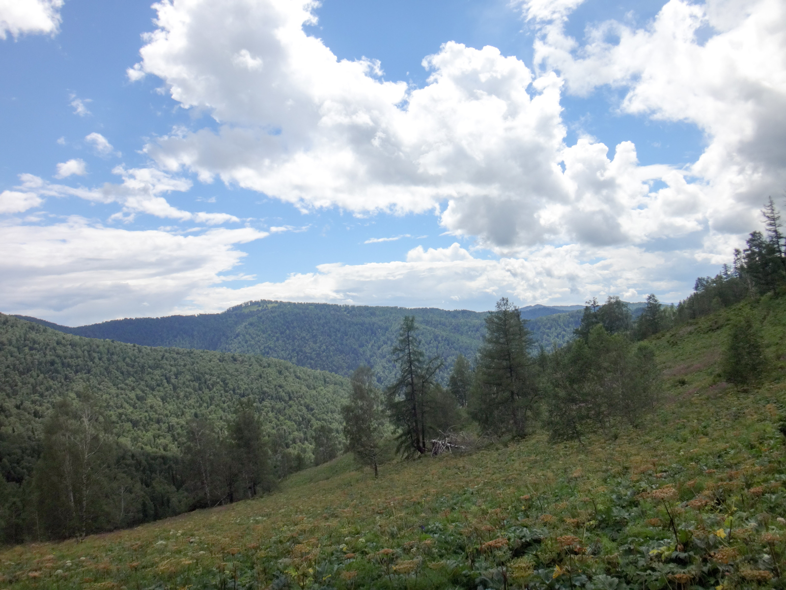 Koony trip across Altai. - My, Hike, The photo, Mountain Altai, Horses, Longpost, Altai Republic