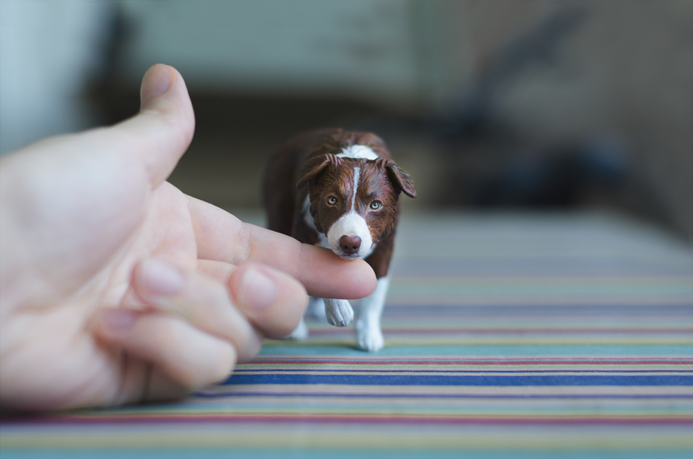 From an old - My, Sculpture, Polymer clay, Figurative, Miniature, Longpost, Border Collie, Miniature