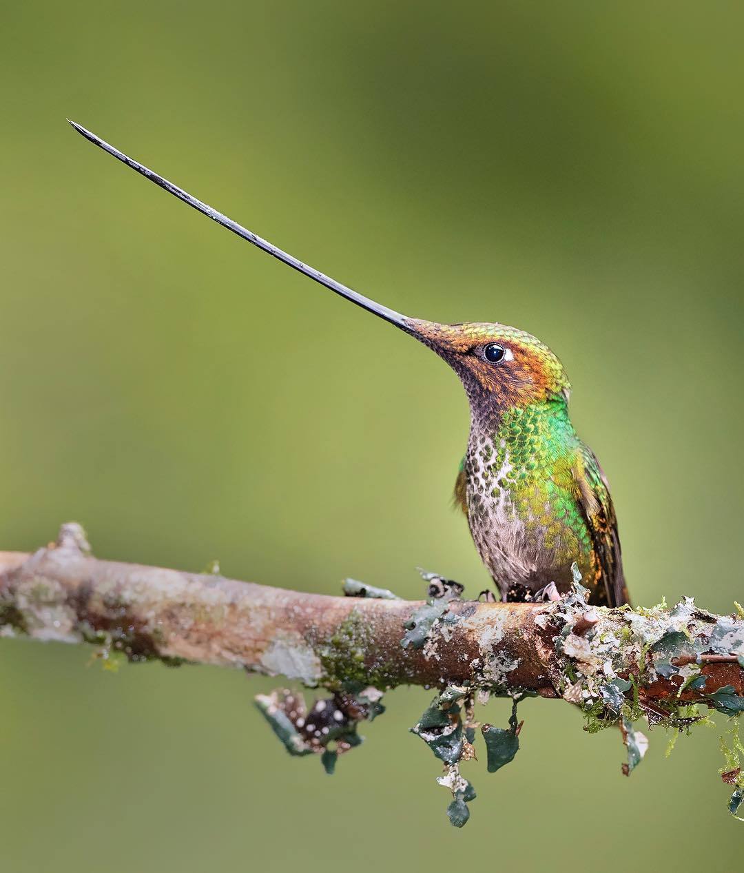 Beautiful birds of India in the pictures of Thirumurti Ra - India, Birds, Animals, Nature, , Longpost, Hummingbird