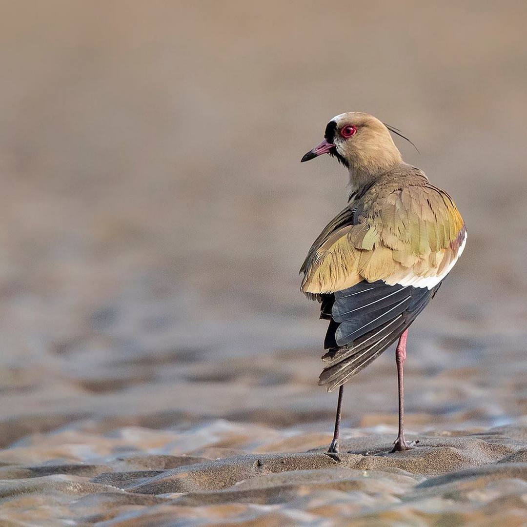 Beautiful birds of India in the pictures of Thirumurti Ra - India, Birds, Animals, Nature, , Longpost, Hummingbird