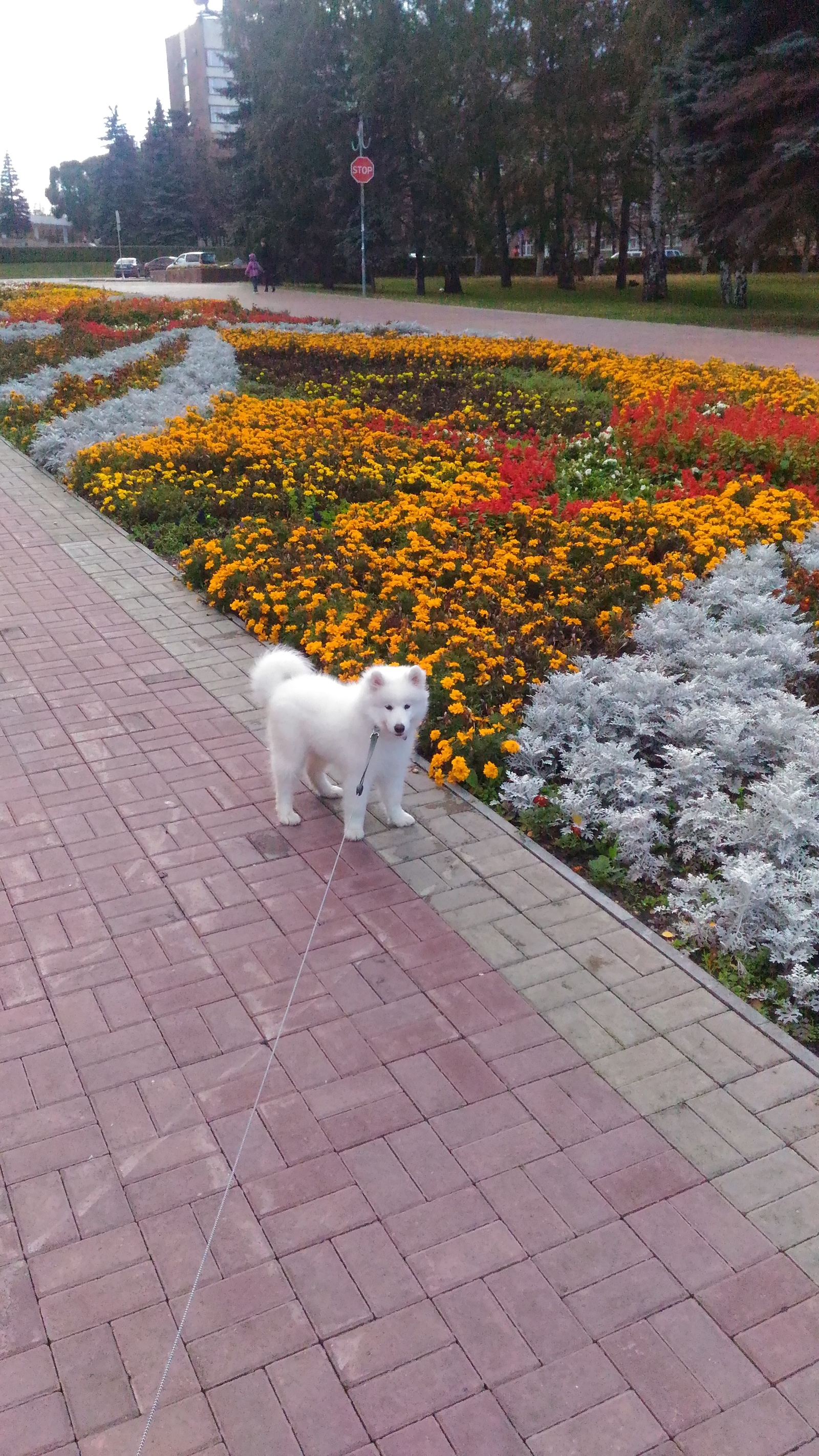 My samoyed dog - My, Samoyed, , Animals, Milota, Longpost