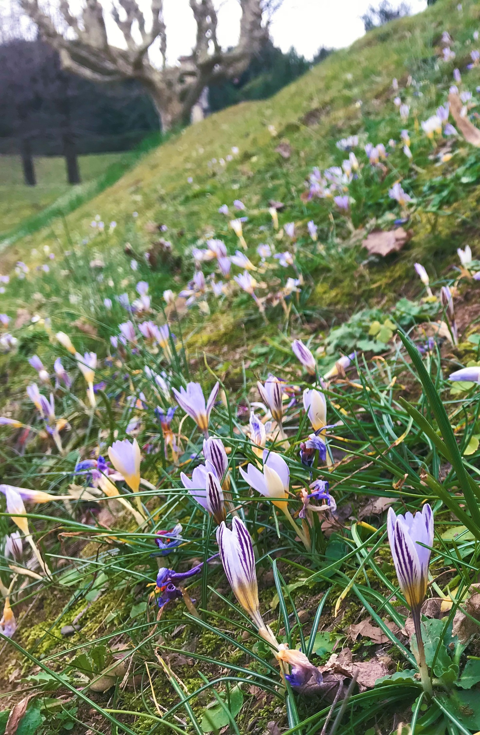 Spring. - My, Beginning photographer, The photo, Spring, Macro, Flowers, Macro photography