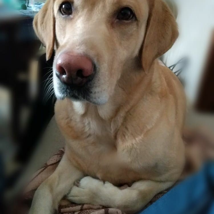 You are greedy, master. - Labrador, Dog, Sadness, Longpost, Pets