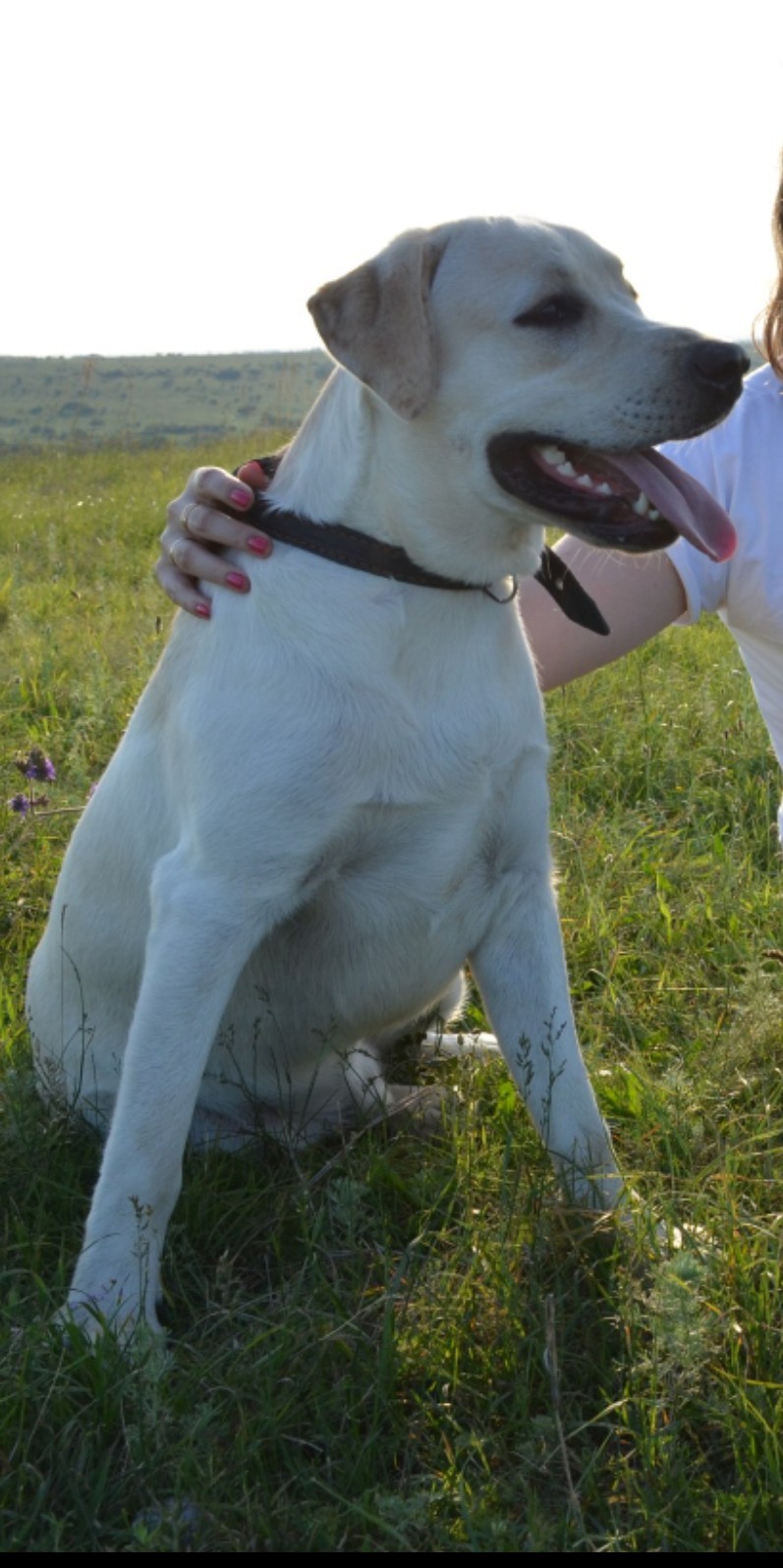 Abundant, Stavropol Territory, lost Labrador! - My, Abundant, Dog, Animals, Lost, Help me find, No rating, The dog is missing, Labrador, Longpost