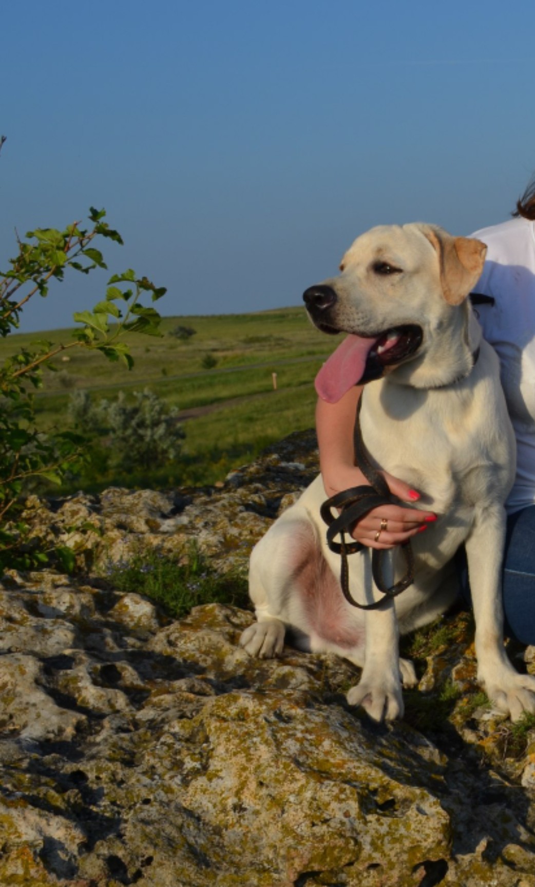 Abundant, Stavropol Territory, lost Labrador! - My, Abundant, Dog, Animals, Lost, Help me find, No rating, The dog is missing, Labrador, Longpost