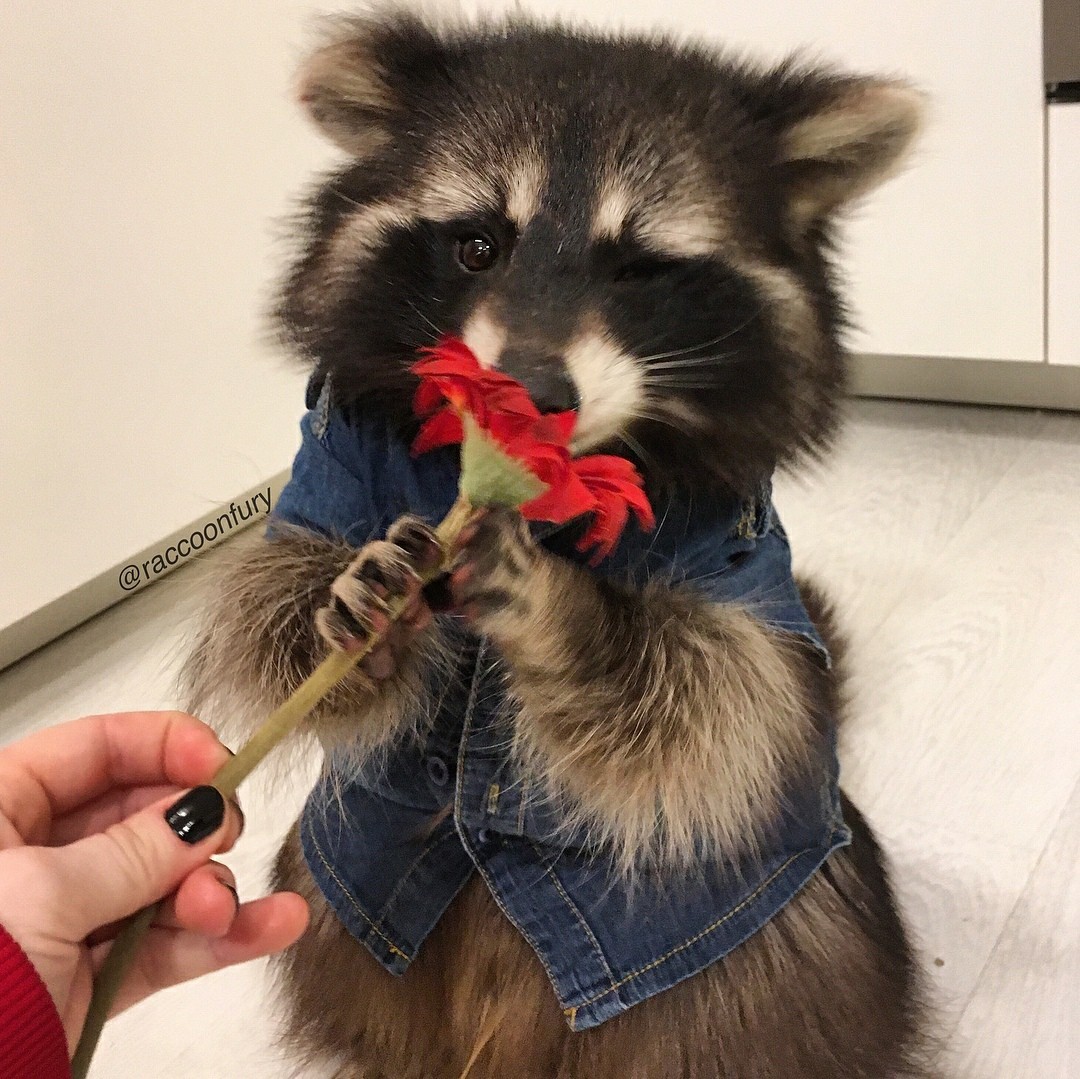 Why do we need a relationship if there are raccoons? - Raccoon, Relationship, Love, GIF, Longpost