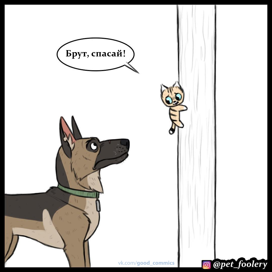 Height Conqueror - Pet foolery, Brutus and Pixie, Comics, Translated by myself, Longpost, cat, Dog