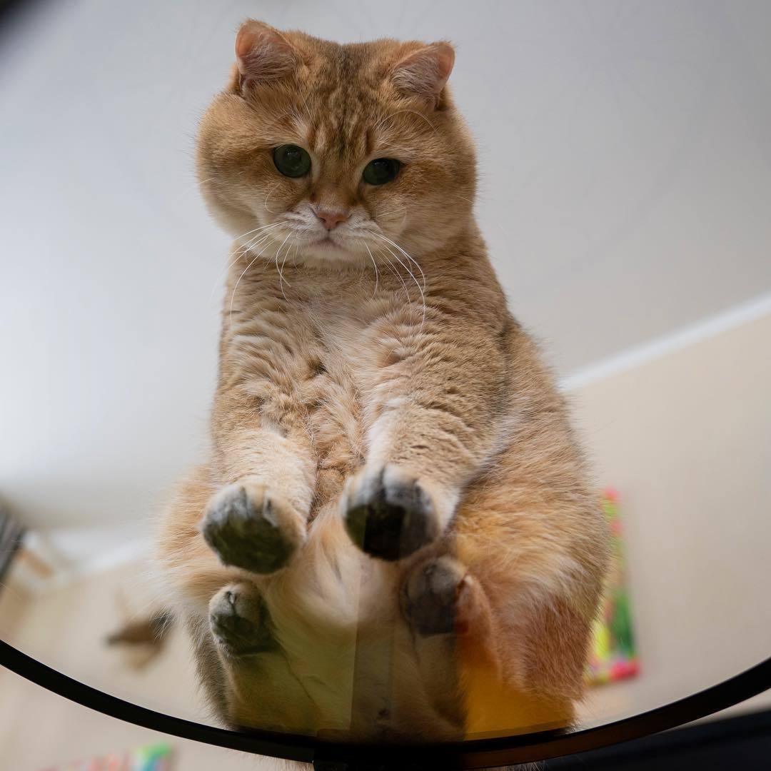 Chubby cat Hosiko - Hosico Cat, cat, Images, Video, Longpost