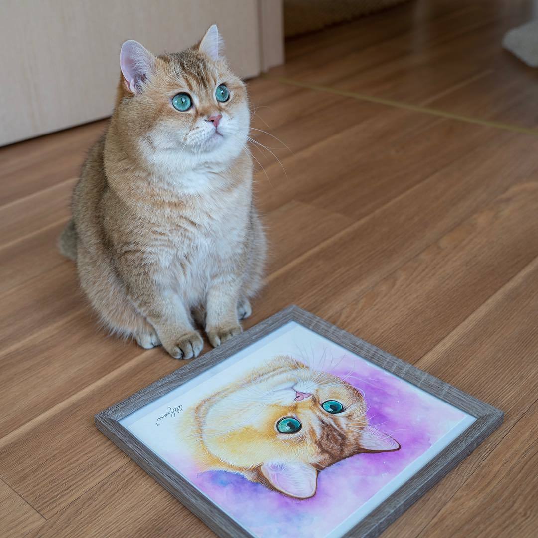 Chubby cat Hosiko - Hosico Cat, cat, Images, Video, Longpost