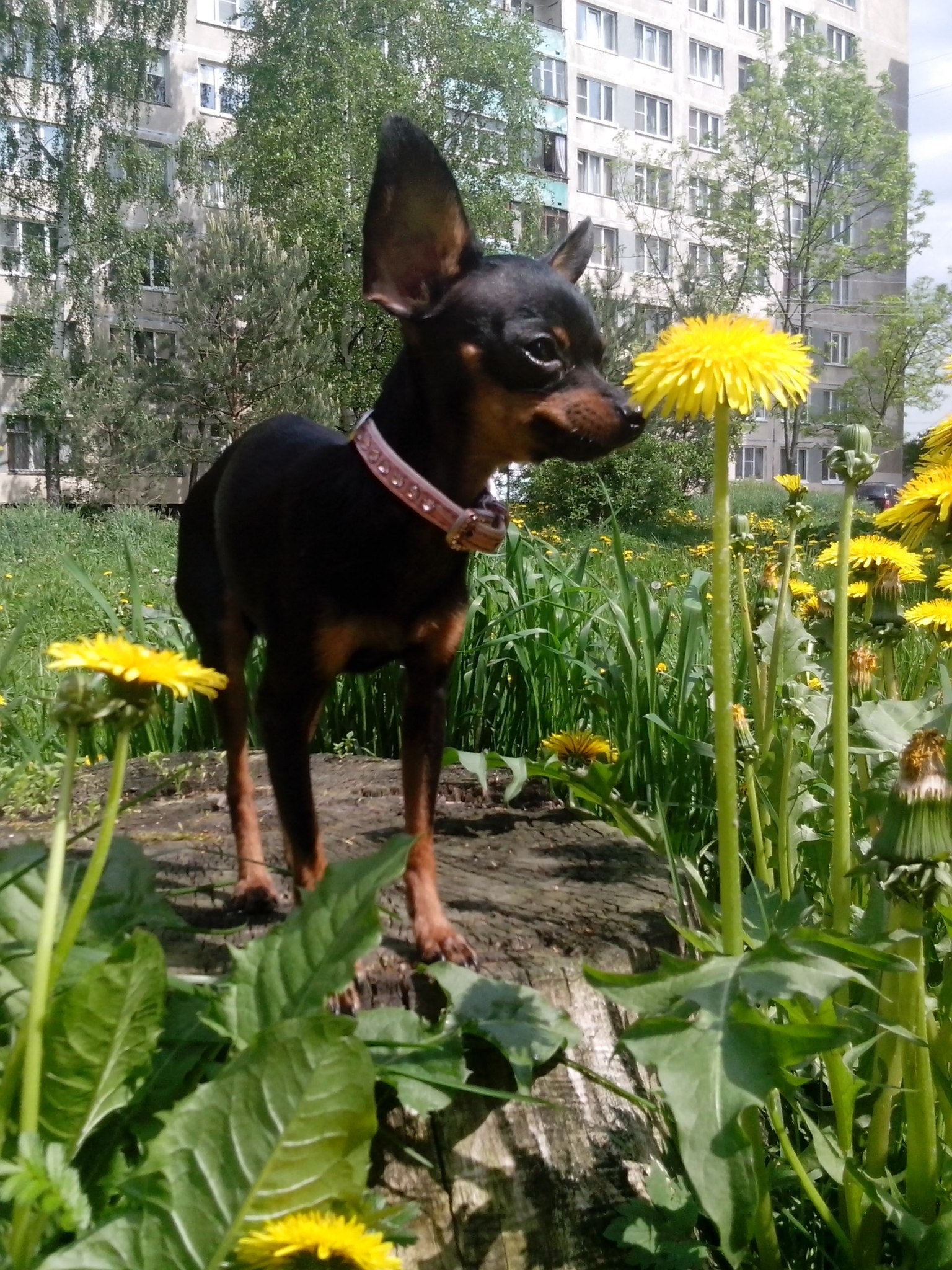 My life, my dogs. - My, Toy Terrier, Dog, Dog show, Longpost