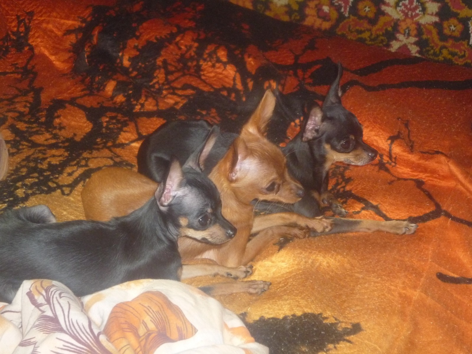 My life, my dogs. - My, Toy Terrier, Dog, Dog show, Longpost