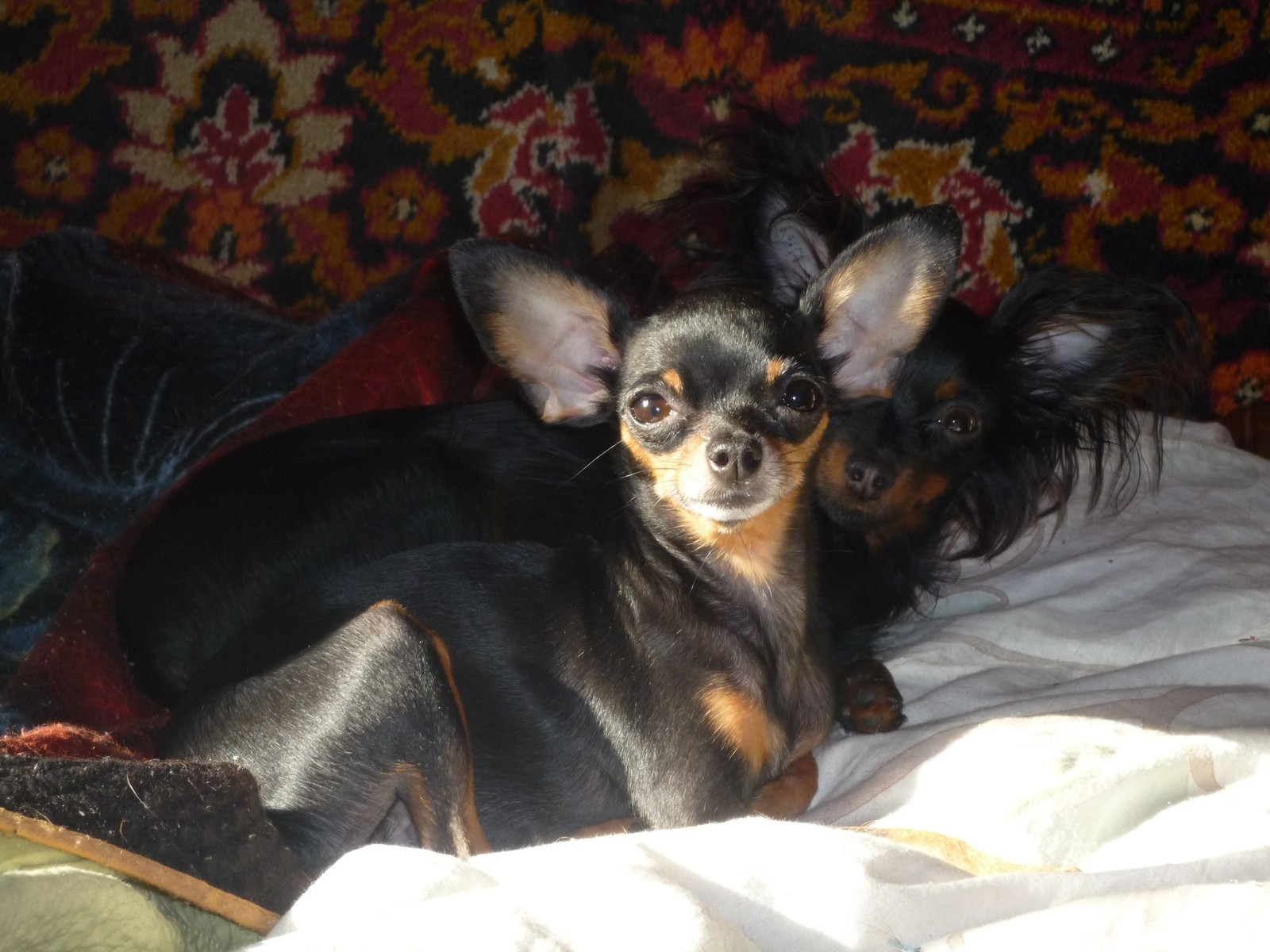 My life, my dogs. - My, Toy Terrier, Dog, Dog show, Longpost